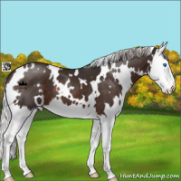 Horse Color:White Spotted Silver Brown Splash 