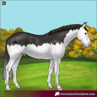 Horse Color:White Spotted Liver Chestnut Splash 