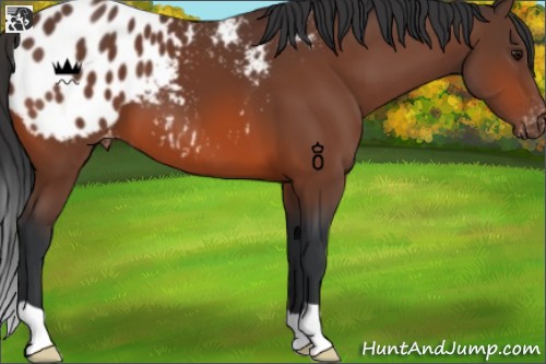 Horse Color:Bay Appaloosa 