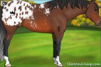 Horse Color:Bay Appaloosa