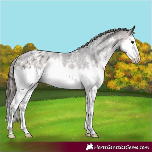Horse Color:Brown Sabino Splash Varnish 