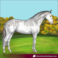 Horse Color:Brown Sabino Splash Varnish 