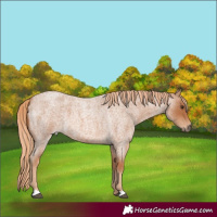 Horse Color:Red Roan