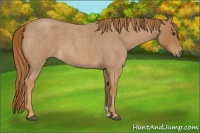 Horse Color:Red Roan 