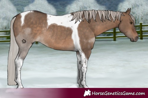 Horse Color:Silver Brown Dun Tobiano Rabicano 