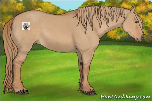 Horse Color:Red Dun 