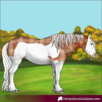 Horse Color:Plaid  Silver Bay Splash Frame 