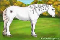 Horse Color:White Spotted Silver Bay 