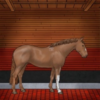Horse Color:Chestnut 