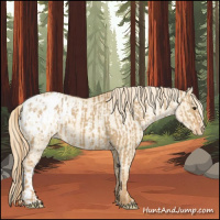 Horse Color:Red Dun Appaloosa and Gold Champagne Dun Appaloosa