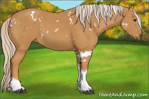 Horse Color:White Spotted Palomino Tobiano 