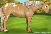Horse Color:White Spotted Palomino Sabino 