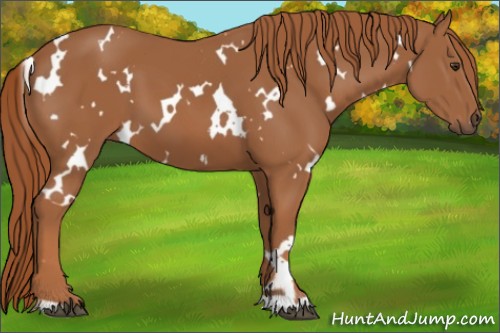 Horse Color:White Spotted Chestnut 