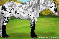 Horse Color:Black Sabino 