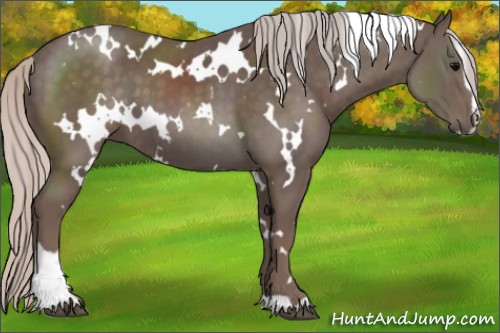 Horse Color:White Spotted Silver Black Sabino 