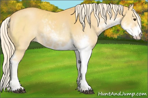 Horse Color:Palomino Sabino 