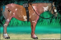 Horse Color:White Spotted Chestnut Sabino