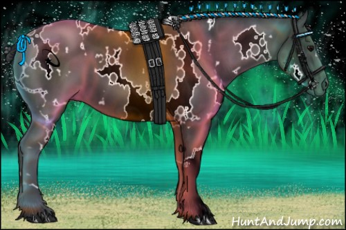 Horse Color:White Spotted Black 