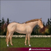 Horse Color:Red Roan 