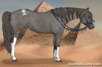 Horse Color:Grullo Blanket 