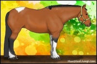 Horse Color:Bay Tobiano 