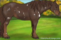 Horse Color:White Spotted Liver Chestnut 