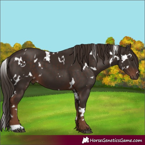 Horse Color:White Spotted Liver Chestnut 