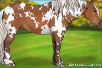 Horse Color:White Spotted Silver Bay 
