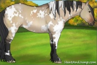 Horse Color:White Spotted Brown Dun 