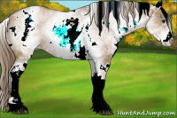 Horse Color:White Spotted Black Pearl