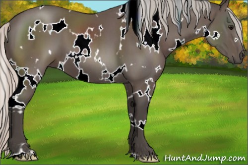 Horse Color:White Spotted Silver Black 