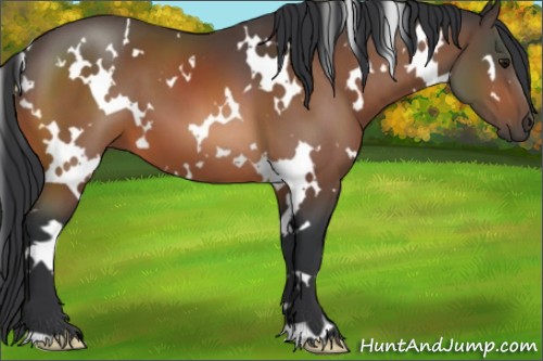 Horse Color:White Spotted Bay 