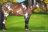 Horse Color:White Spotted Bay 