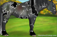 Horse Color:White Spotted Black 