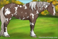 Horse Color:White Spotted Silver Black Sabino 