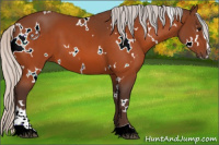Horse Color:White Spotted Silver Bay Sabino 
