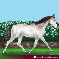 Horse Color:White Spotted Bay Rabicano 