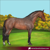 Horse Color:Bay Roan 