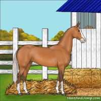 Horse Color:Silver Bay Splash 