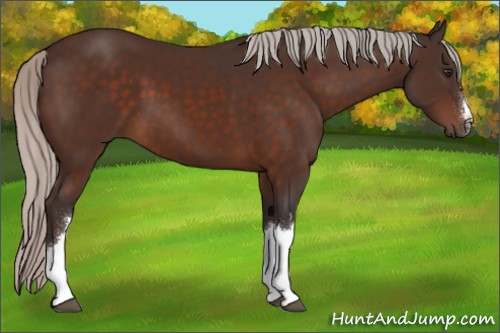 Horse Color:Silver Brown 