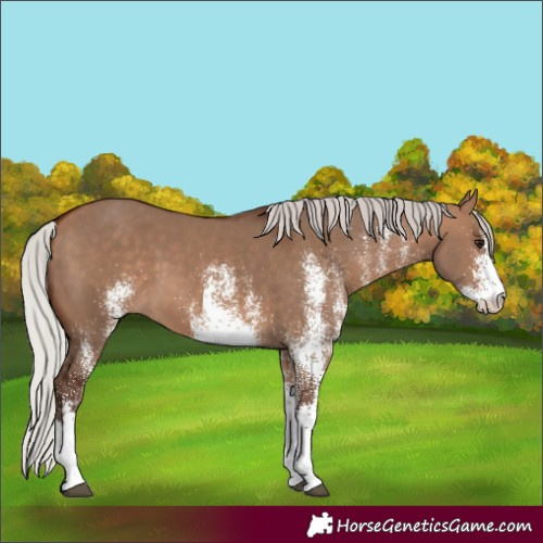 Horse Color:White Spotted Silver Bay Dun