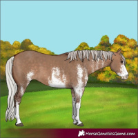 Horse Color:White Spotted Silver Bay Dun 