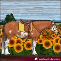 Horse Color:Bay Splash Frame and Bay Splash Frame