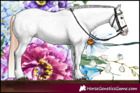Horse Color:White Spotted Bay Dun Appaloosa 