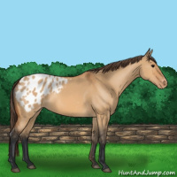 Horse Color:Bay Dun Appaloosa