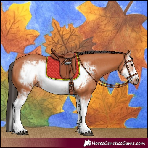 Horse Color:Bay Splash Frame  and Bay Splash Frame Rabicano 