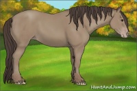 Horse Color:Classic Champagne 