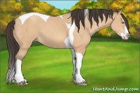 Horse Color:Amber Champagne Splash Tobiano 