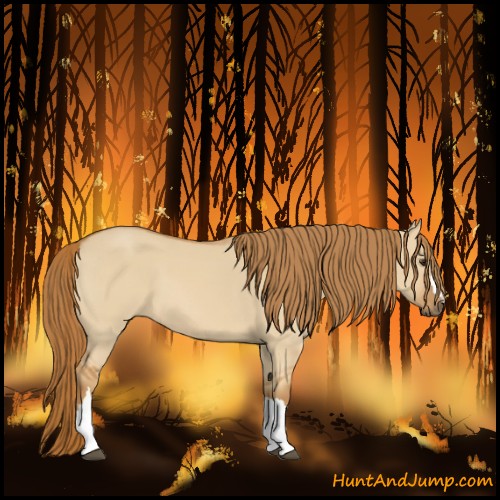 Horse Color:Red Dun 
