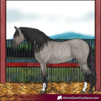 Horse Color:Grullo Roan Rabicano 